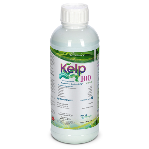 KELP 100